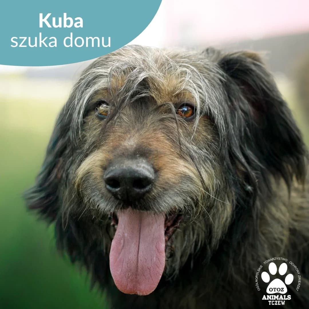Kuba, czarny, szary male 5yo mixed breed for adoption at OTOZ Animals — Schronisko w Tczewie