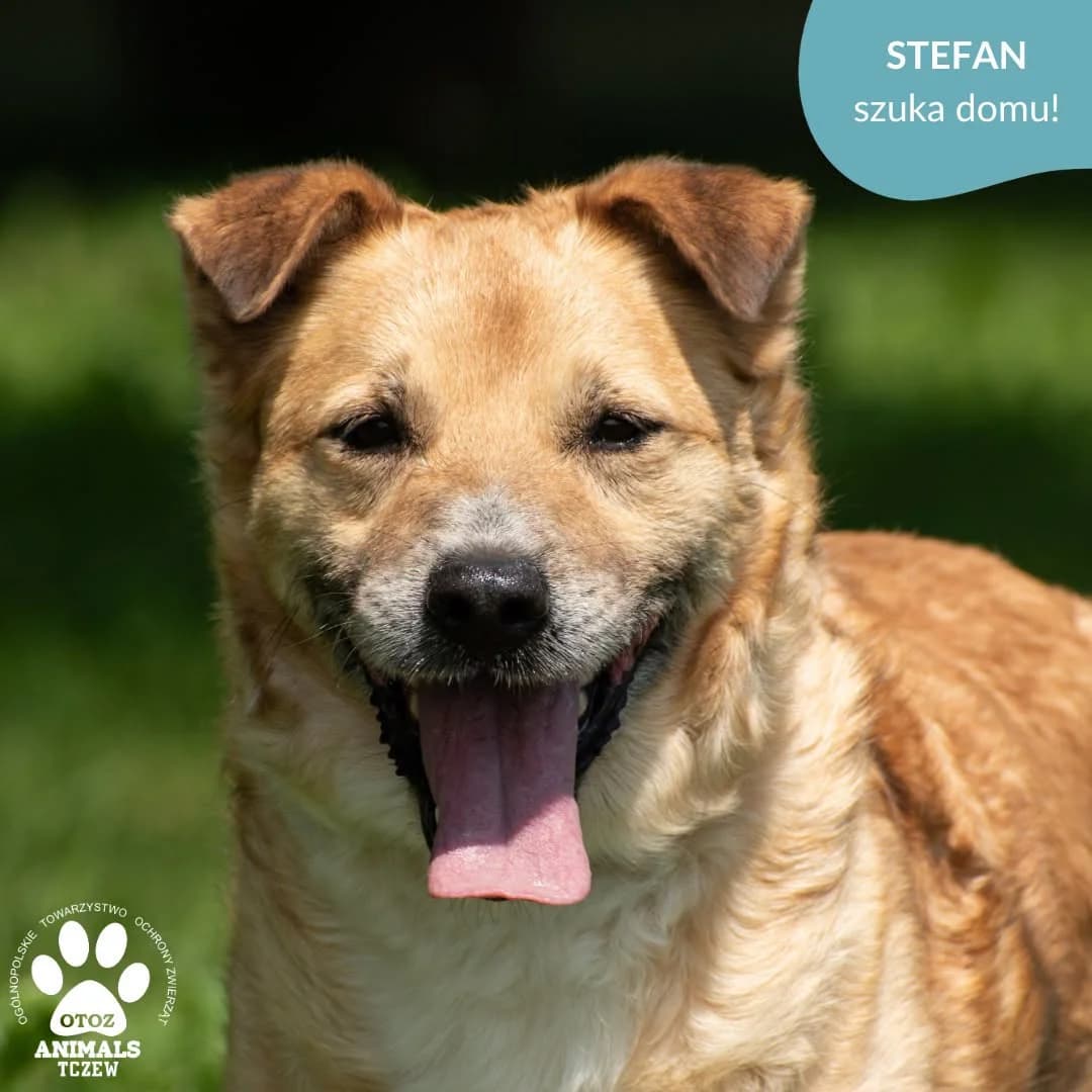 Stefan, beżowy, rudy male 5yo mixed breed for adoption at OTOZ Animals — Schronisko w Tczewie