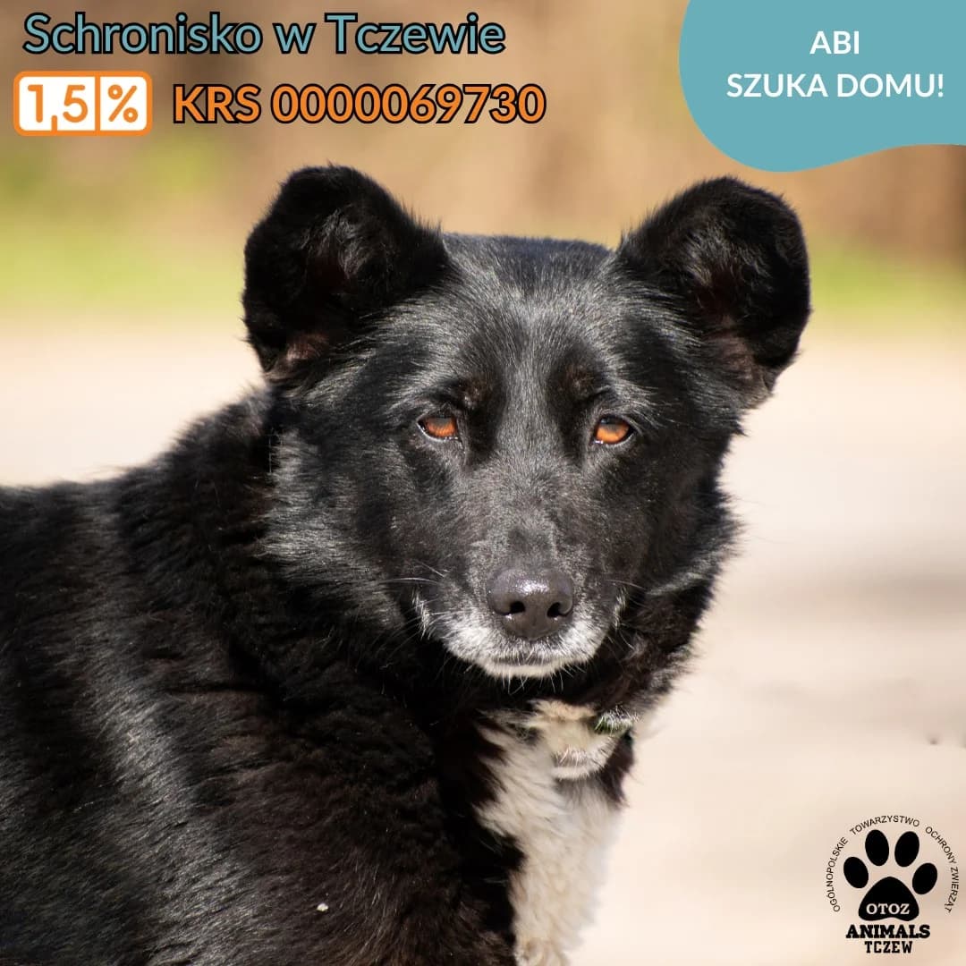 Abi, biały, czarny female 5yo mixed breed for adoption at OTOZ Animals — Schronisko w Tczewie