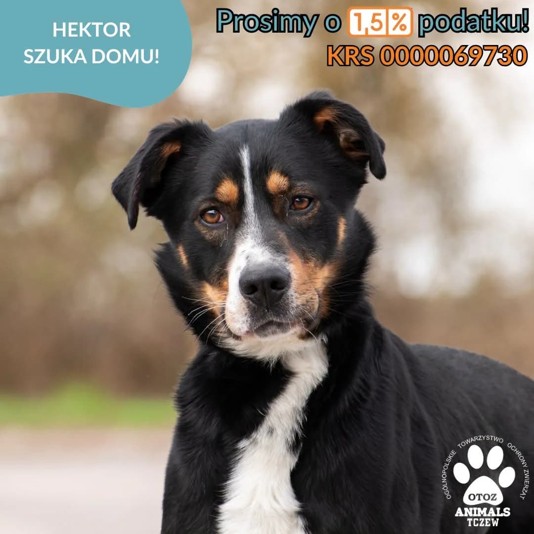 Hektor, biały, czarny male 5yo mixed breed for adoption at OTOZ Animals — Schronisko w Tczewie