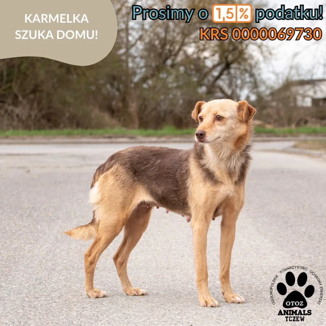 Karmelka, beżowy female 5yo mixed breed for adoption at OTOZ Animals — Schronisko w Tczewie