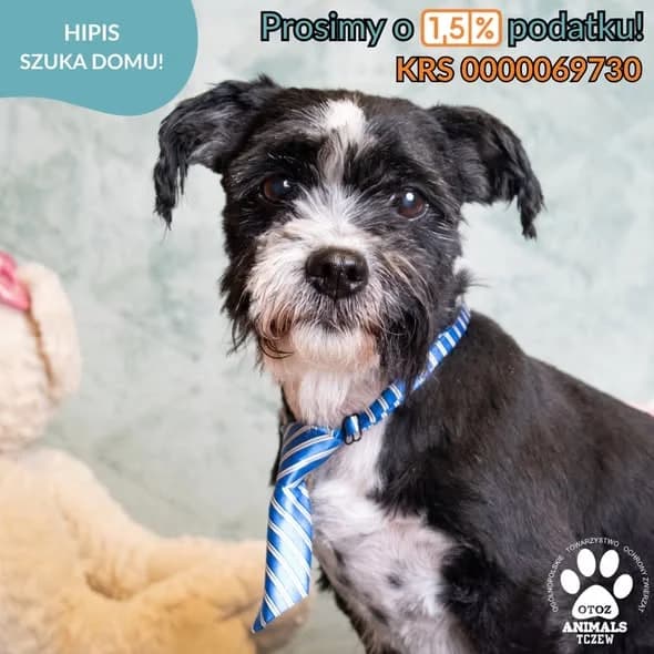Hipis, biały, czarny female Shih Tzu for adoption at OTOZ Animals — Schronisko w Tczewie