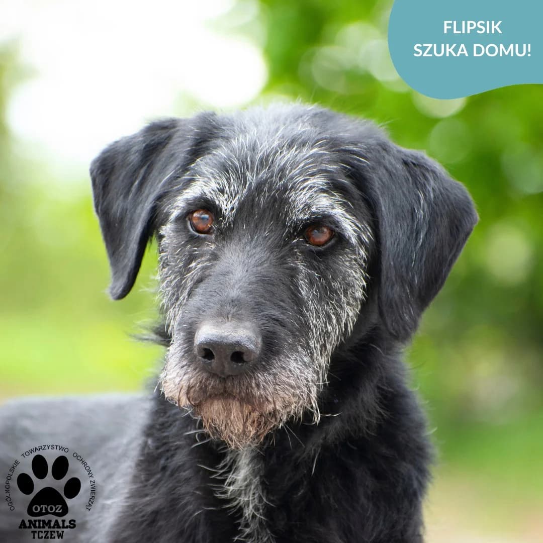 Flipsik, czarny, szary male 5yo mixed breed for adoption at OTOZ Animals — Schronisko w Tczewie