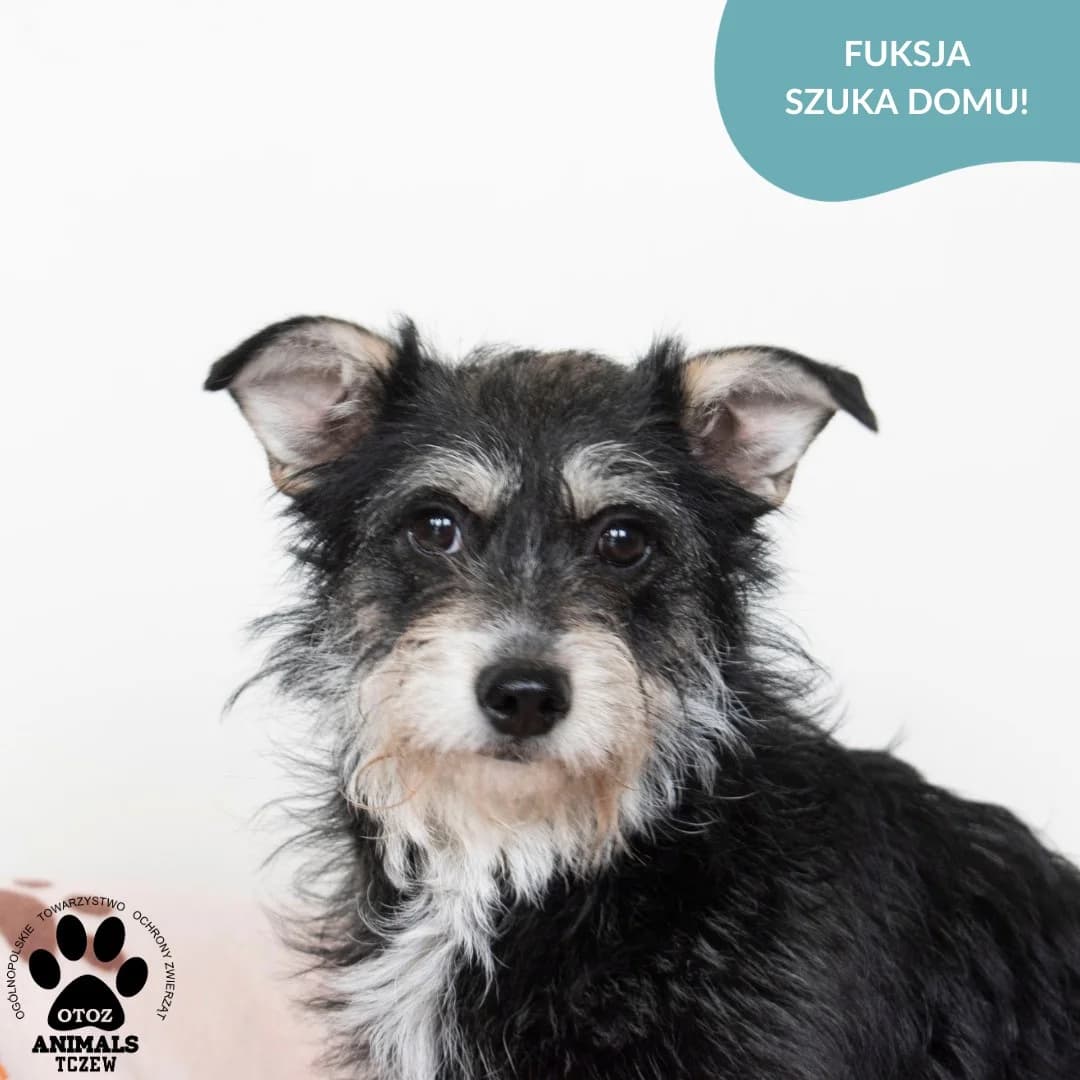 Fuksja, biały, czarny female young mixed breed for adoption at OTOZ Animals — Schronisko w Tczewie