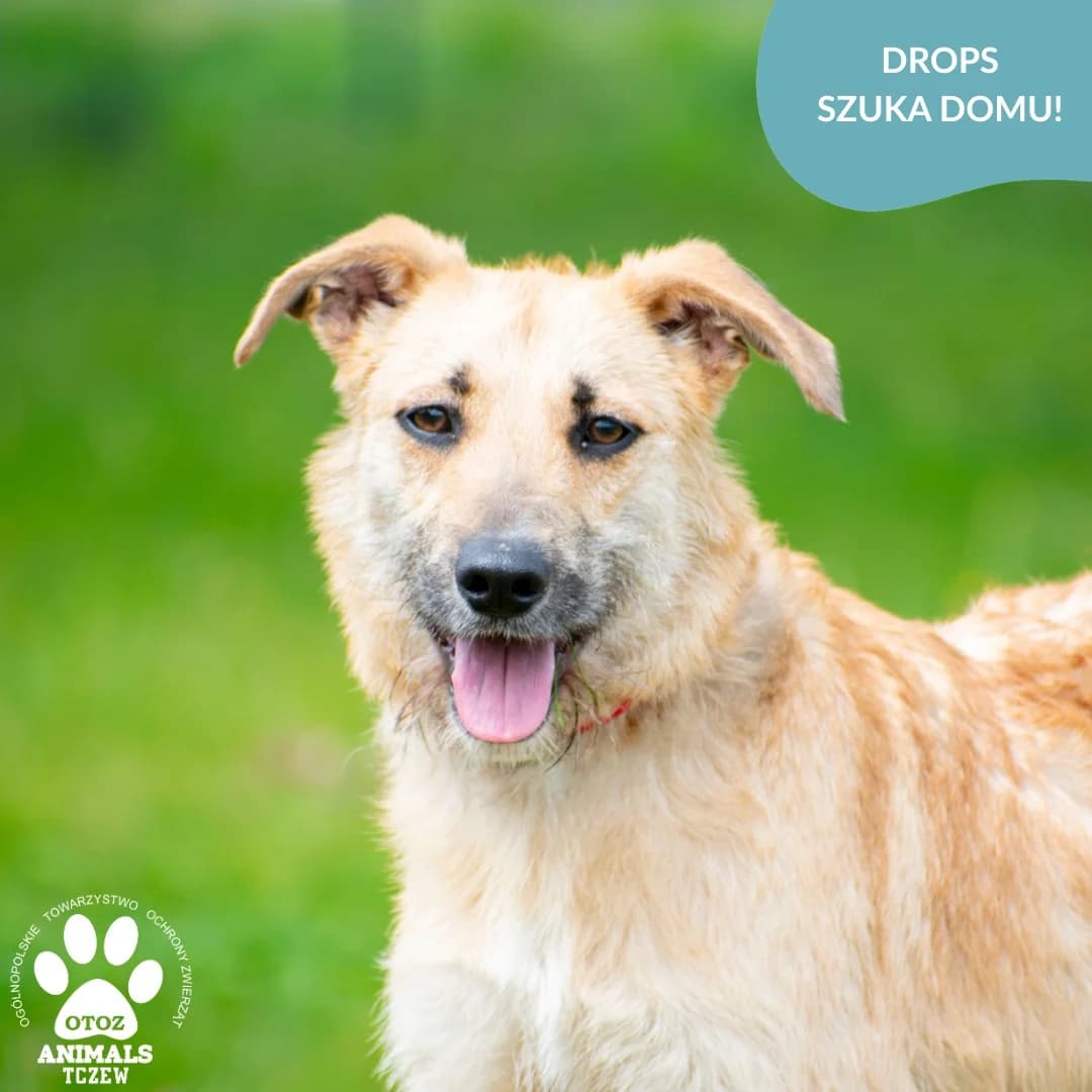 Drops, beżowy male 5yo mixed breed for adoption at OTOZ Animals — Schronisko w Tczewie