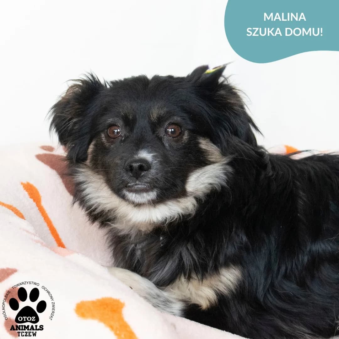 Malina, biały, czarny female 5yo mixed breed for adoption at OTOZ Animals — Schronisko w Tczewie