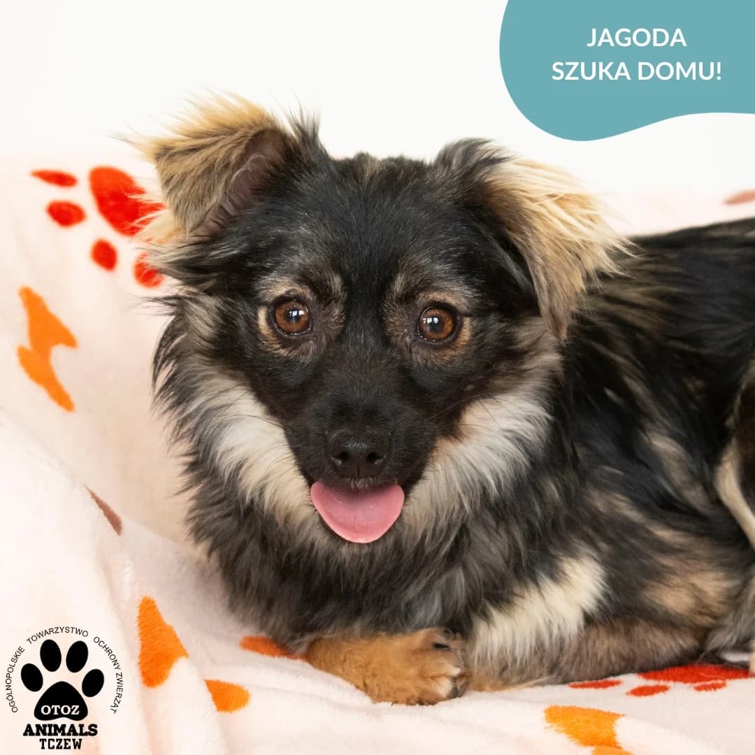 JAGODA, beżowy, czarny female 5yo mixed breed for adoption at OTOZ Animals — Schronisko w Tczewie