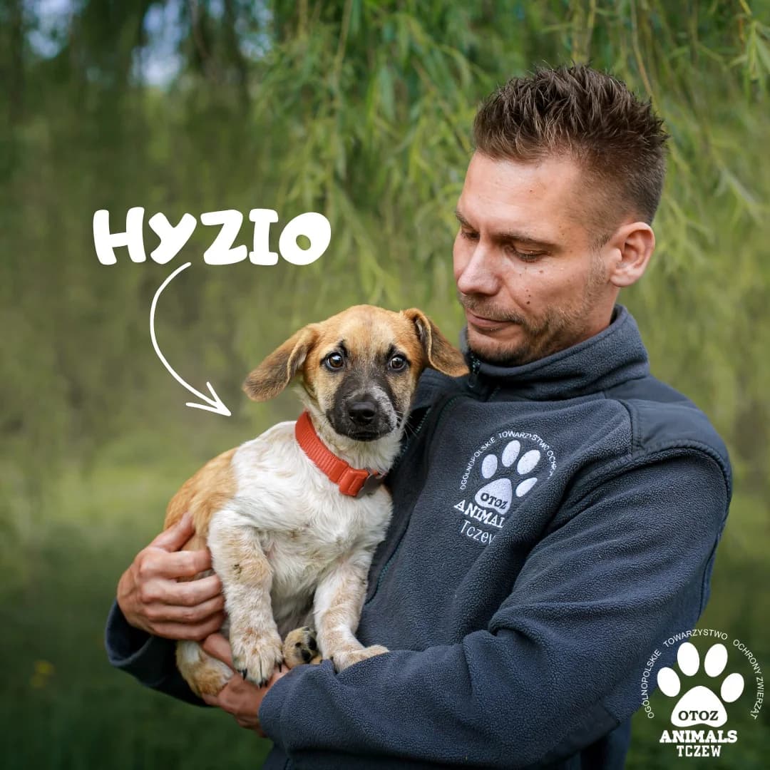 Hyzio, Dyzio i Zyzio, beżowy male young mixed breed for adoption at OTOZ Animals — Schronisko w Tczewie