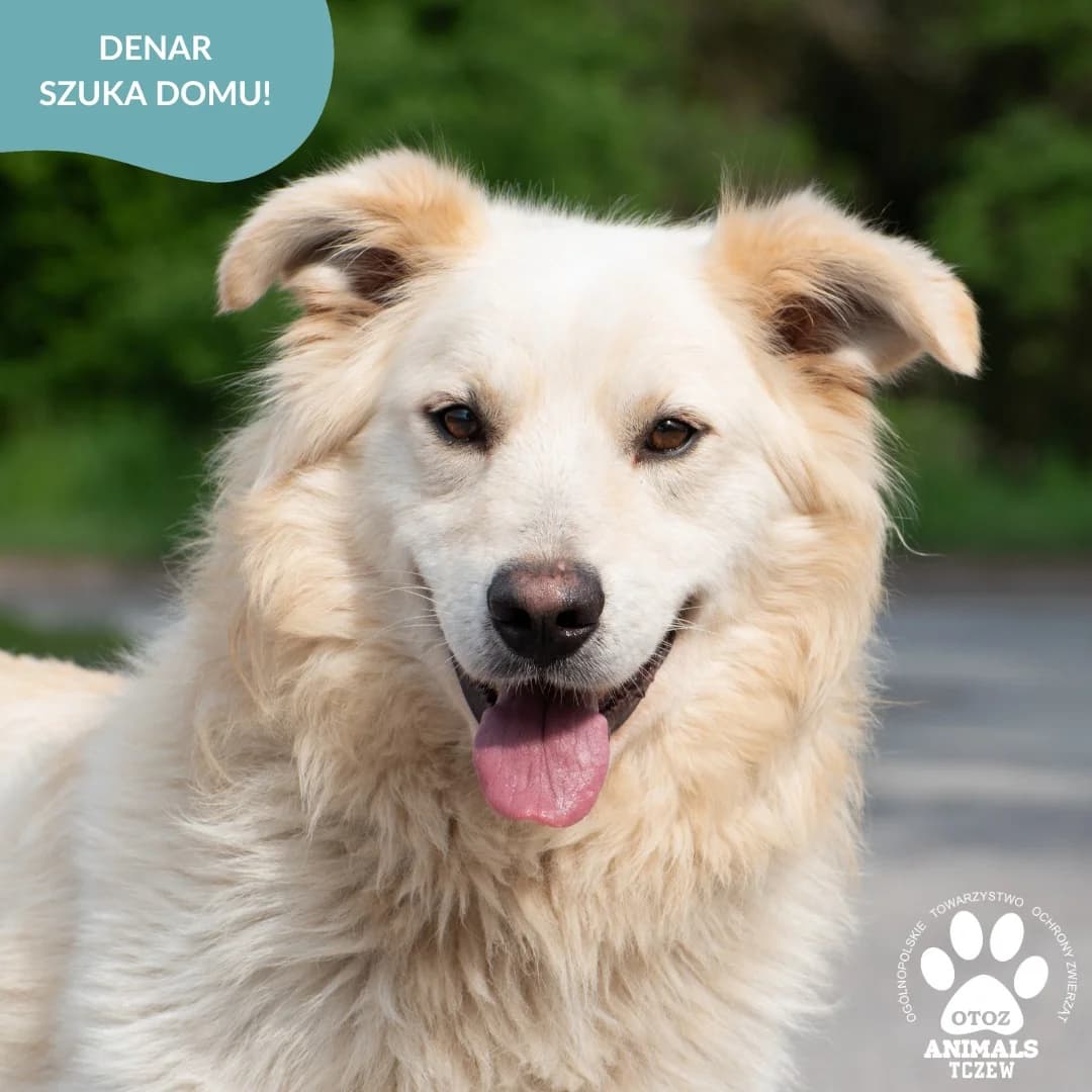 Denar, beżowy male 5yo mixed breed for adoption at OTOZ Animals — Schronisko w Tczewie