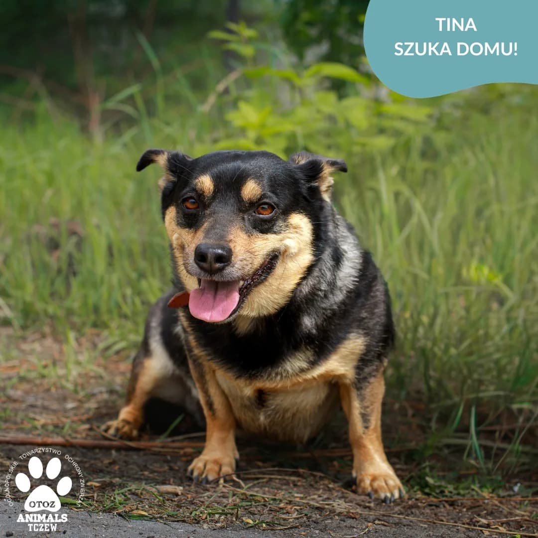 Tina, beżowy, czarny female 5yo mixed breed for adoption at OTOZ Animals — Schronisko w Tczewie