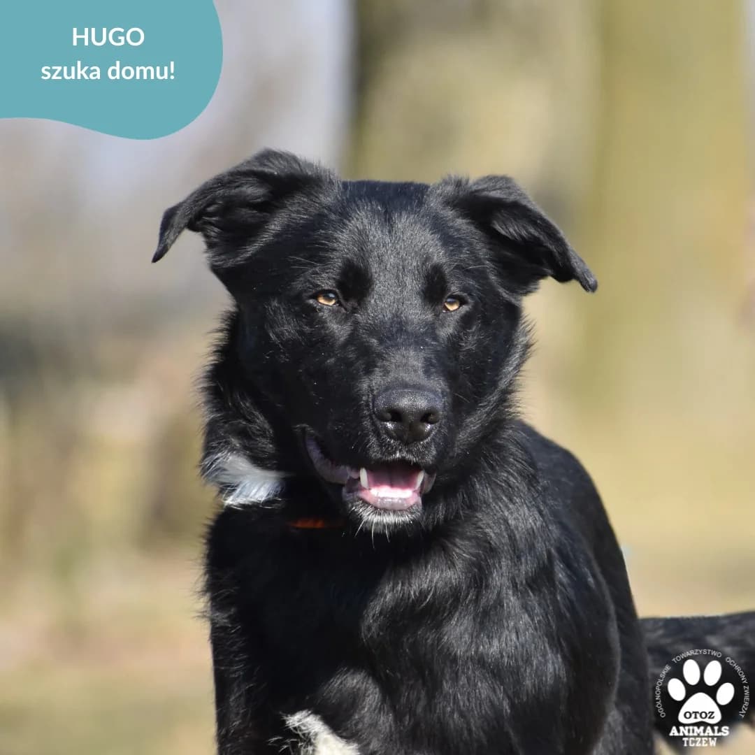 Hugo, czarny male 5yo mixed breed for adoption at OTOZ Animals — Schronisko w Tczewie