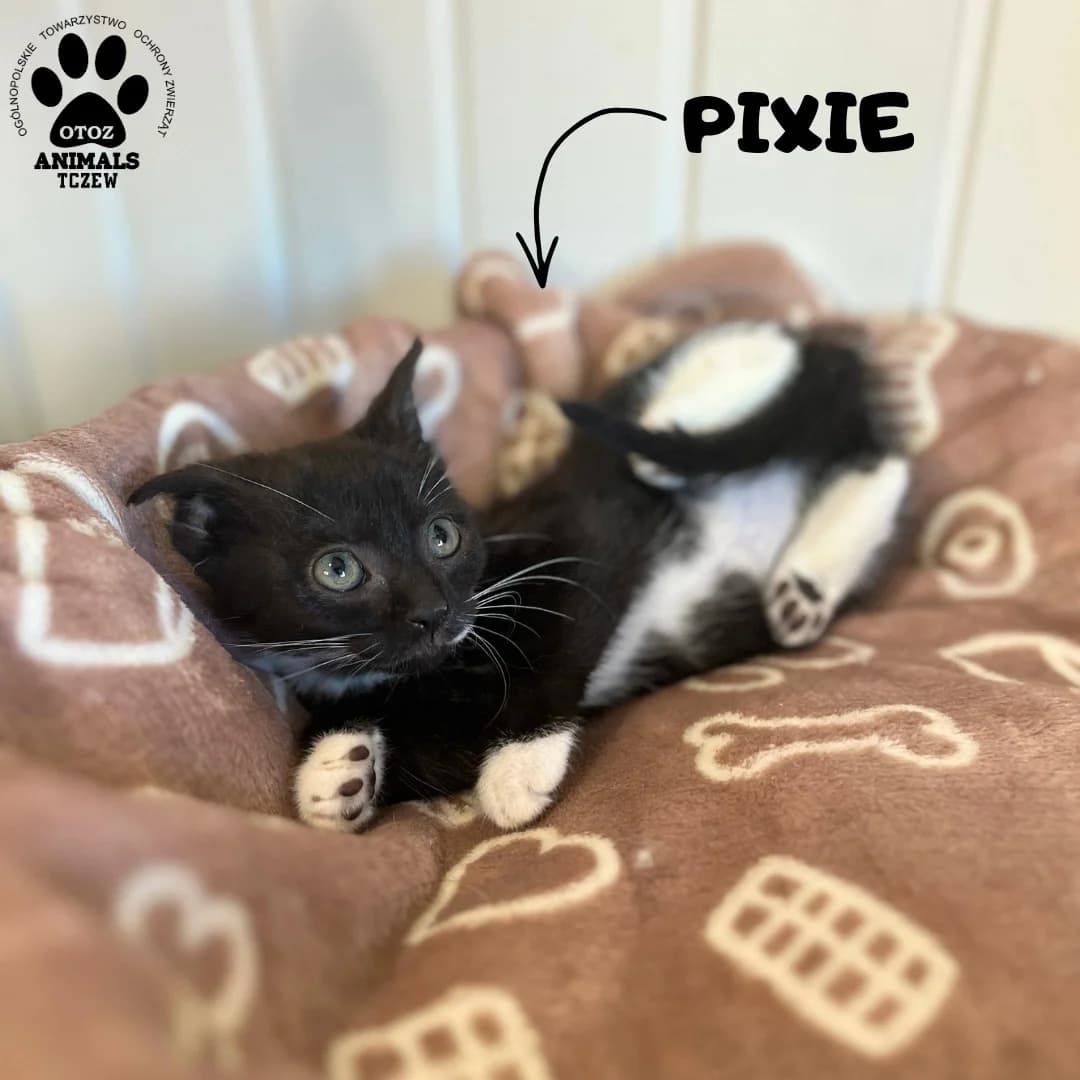 Pixie, czarno-biały female young mixed breed for adoption at OTOZ Animals — Schronisko w Tczewie