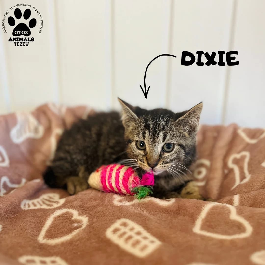 Dixie, szary, tabby / pręgowany female young mixed breed for adoption at OTOZ Animals — Schronisko w Tczewie