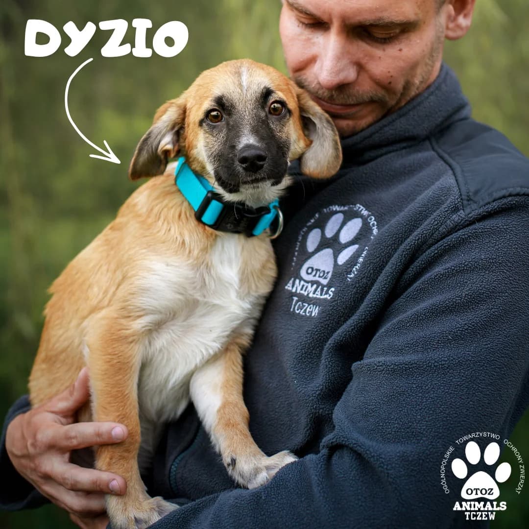 Dyzio, beżowy male young mixed breed for adoption at OTOZ Animals — Schronisko w Tczewie