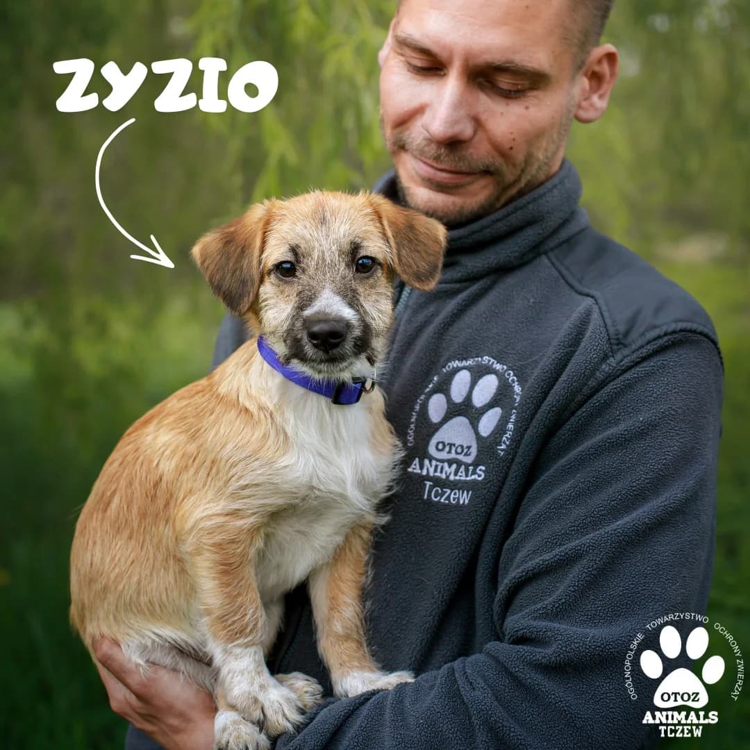 Zyzio, beżowy male young mixed breed for adoption at OTOZ Animals — Schronisko w Tczewie