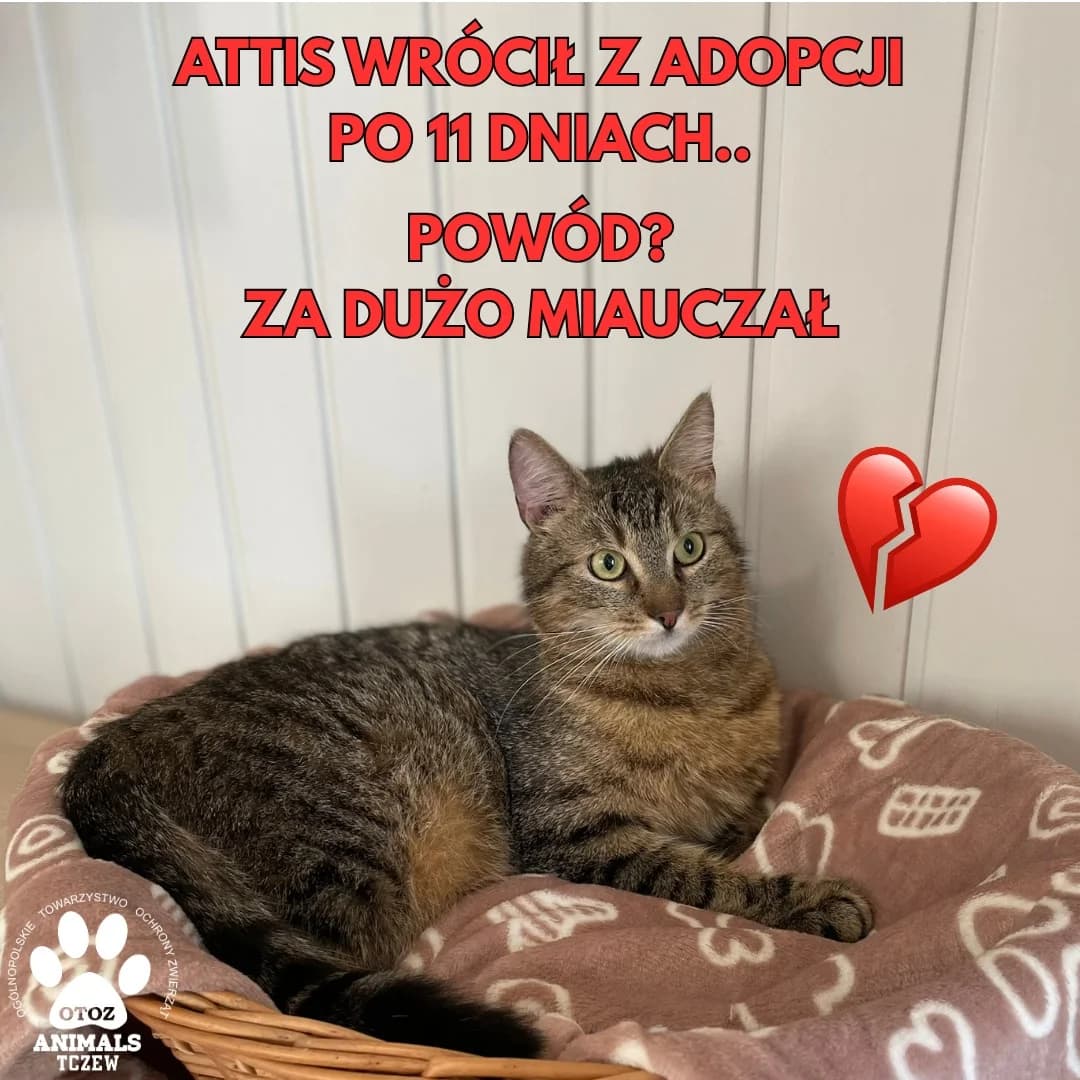 Attis, szary, szylkretowy male 5yo mixed breed for adoption at OTOZ Animals — Schronisko w Tczewie