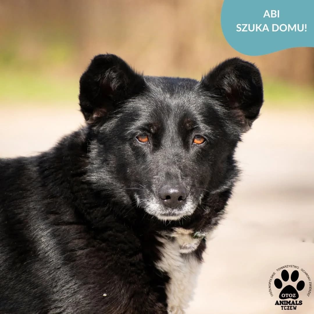 Abi, biały, czarny female senior mixed breed for adoption at OTOZ Animals — Schronisko w Tczewie