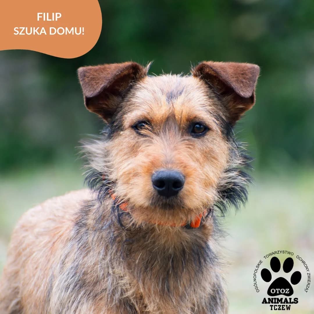 Filip, brązowy, rudy male 5yo mixed breed for adoption at OTOZ Animals — Schronisko w Tczewie