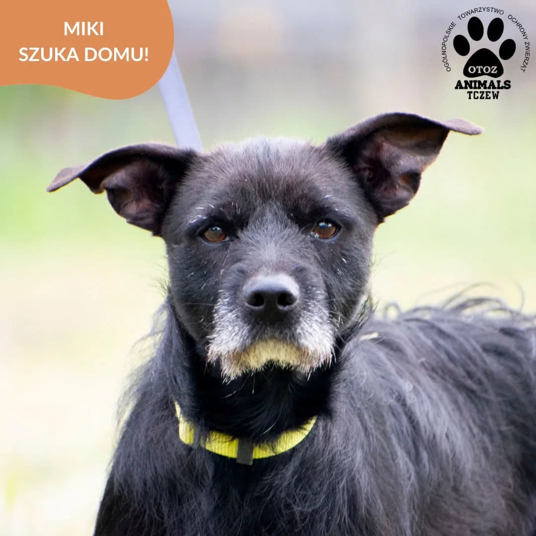 Miki, czarny male 5yo mixed breed for adoption at OTOZ Animals — Schronisko w Tczewie