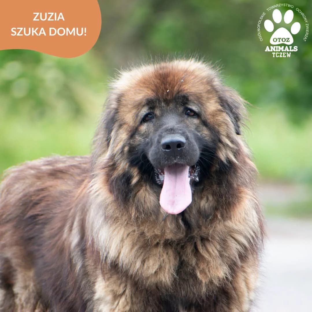 Zuzia, brązowy, podpalany female 5yo mixed breed for adoption at OTOZ Animals — Schronisko w Tczewie