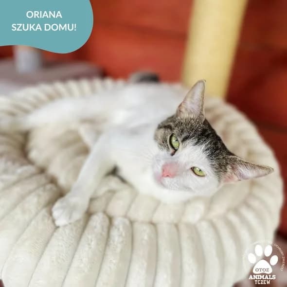 Oriana, biały, szary female 5yo mixed breed for adoption at OTOZ Animals — Schronisko w Tczewie