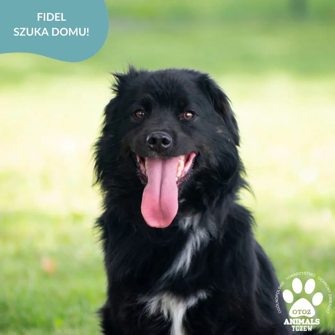 Fidel, czarny male 5yo mixed breed for adoption at OTOZ Animals — Schronisko w Tczewie