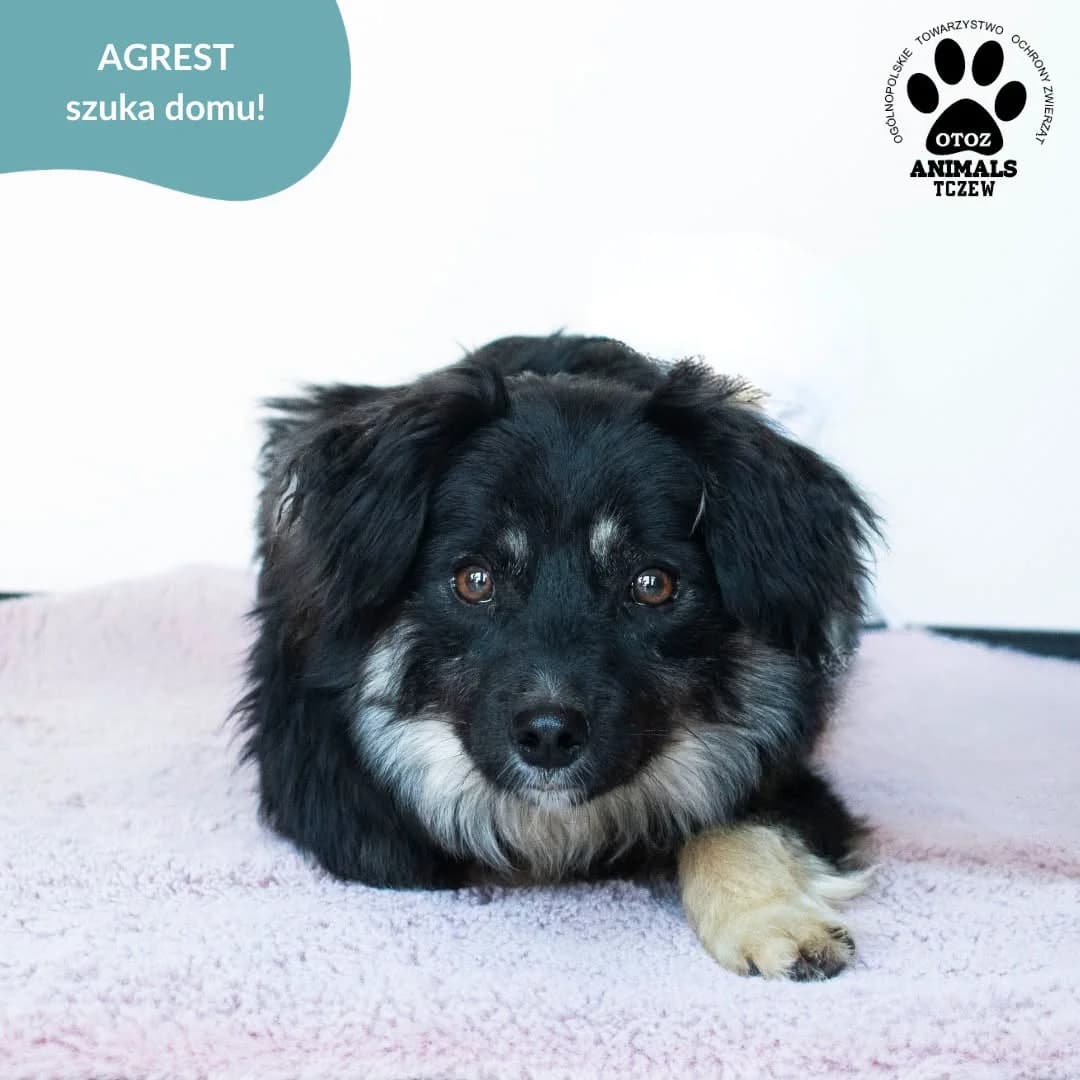Agrest, beżowy, czarny male 5yo mixed breed for adoption at OTOZ Animals — Schronisko w Tczewie