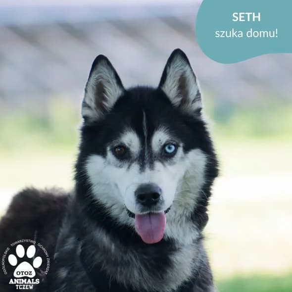 Seth, biały, czarny male 5yo Husky for adoption at OTOZ Animals — Schronisko w Tczewie