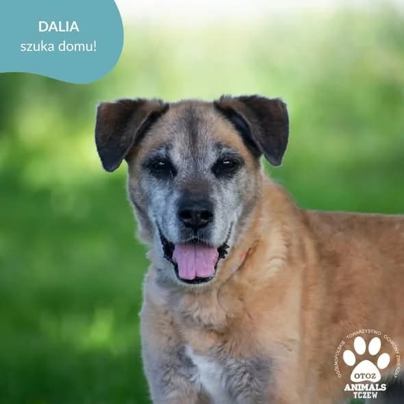 Dalia, beżowy, rudy female senior mixed breed for adoption at OTOZ Animals — Schronisko w Tczewie