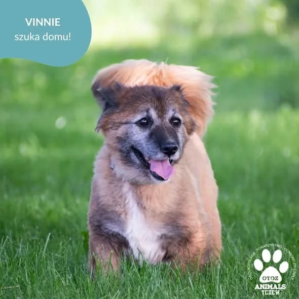 Vinnie, beżowy, rudy male senior mixed breed for adoption at OTOZ Animals — Schronisko w Tczewie