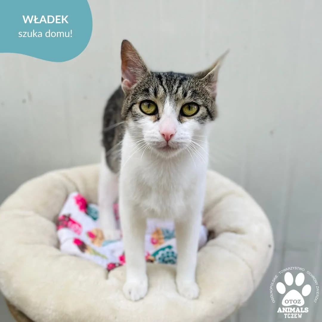 Władek, biały, szary male 5yo mixed breed for adoption at OTOZ Animals — Schronisko w Tczewie