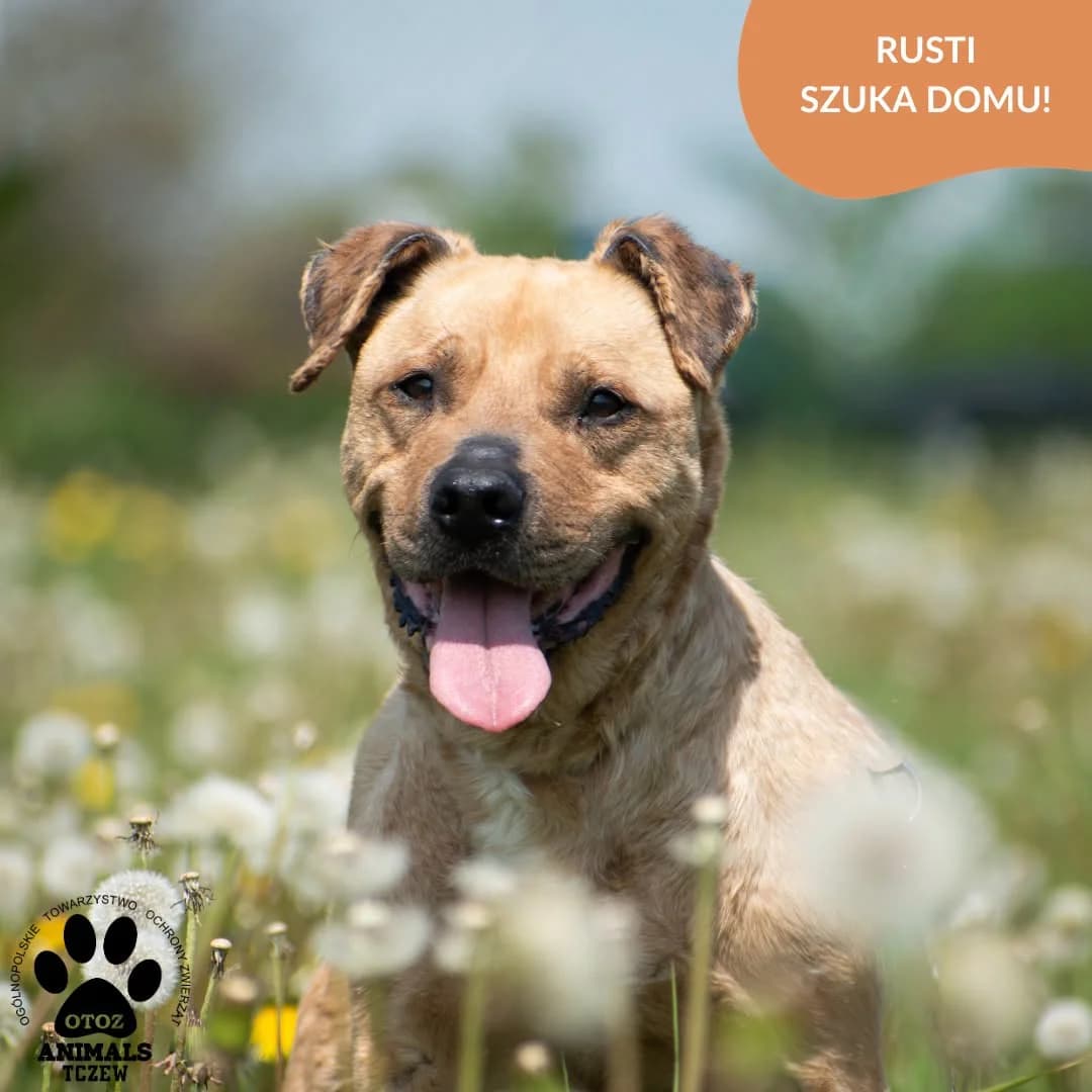 Rusti, beżowy male 5yo mixed breed for adoption at OTOZ Animals — Schronisko w Tczewie