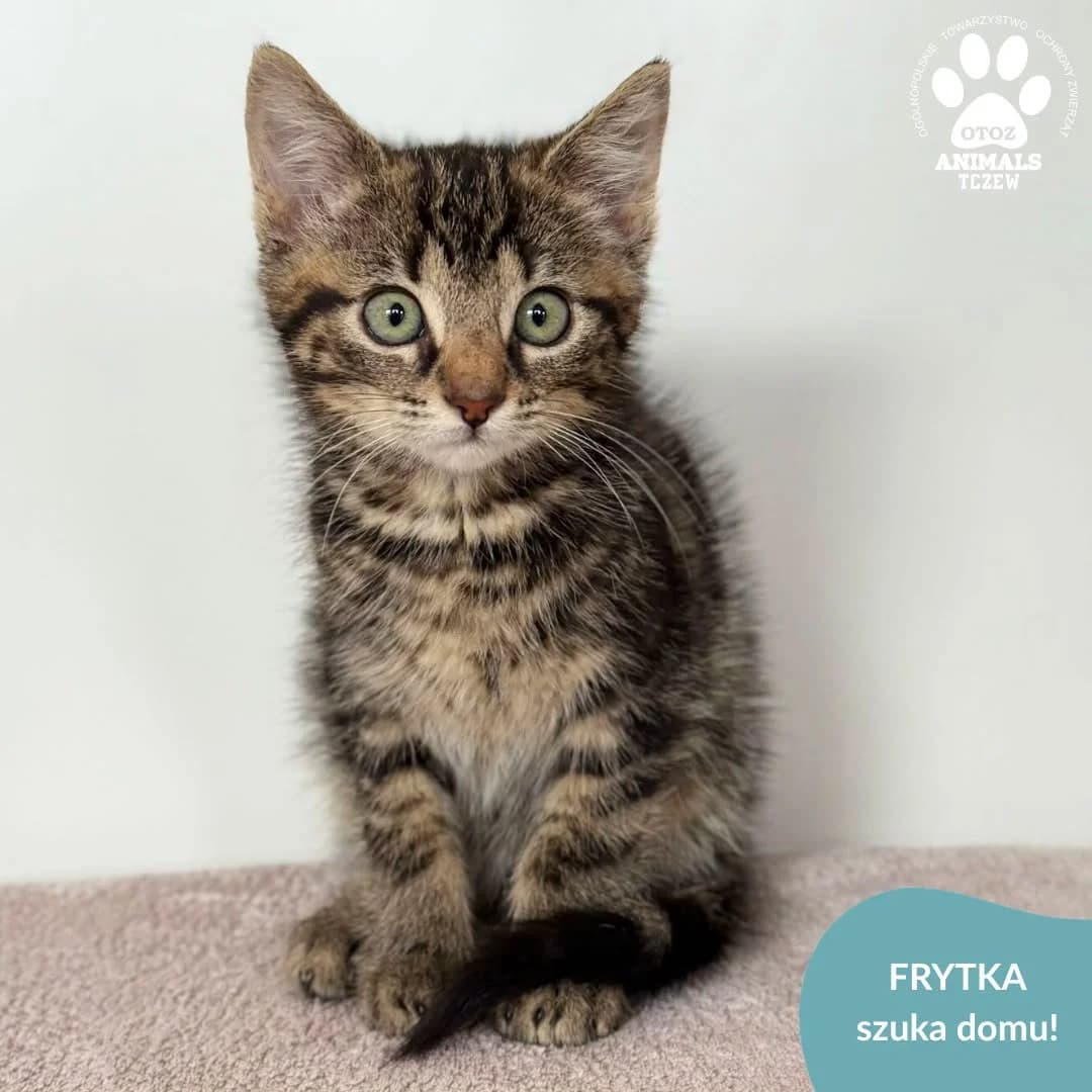 Frytka, szary, tabby / pręgowany female young mixed breed for adoption at OTOZ Animals — Schronisko w Tczewie