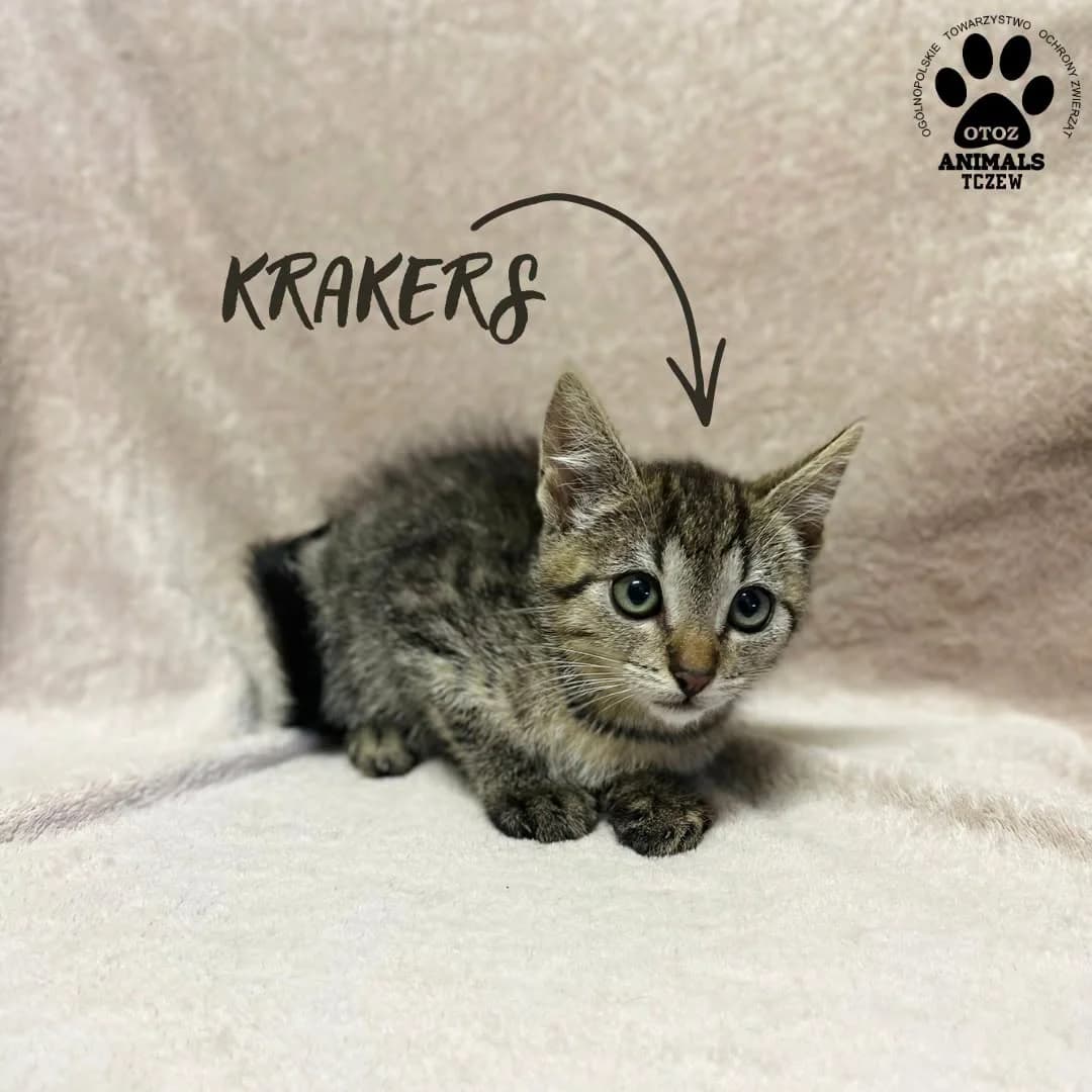 Krakers, szary, tabby / pręgowany male young mixed breed for adoption at OTOZ Animals — Schronisko w Tczewie