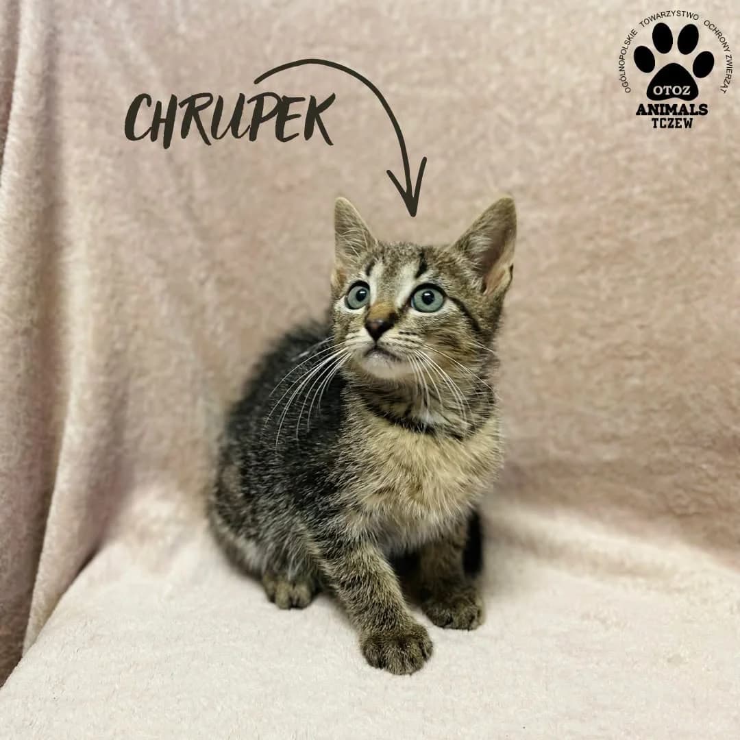 Chrupek, szary, tabby / pręgowany male young mixed breed for adoption at OTOZ Animals — Schronisko w Tczewie