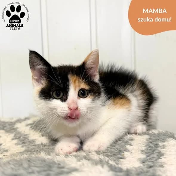 Mamba, tricolor female young mixed breed for adoption at OTOZ Animals — Schronisko w Tczewie