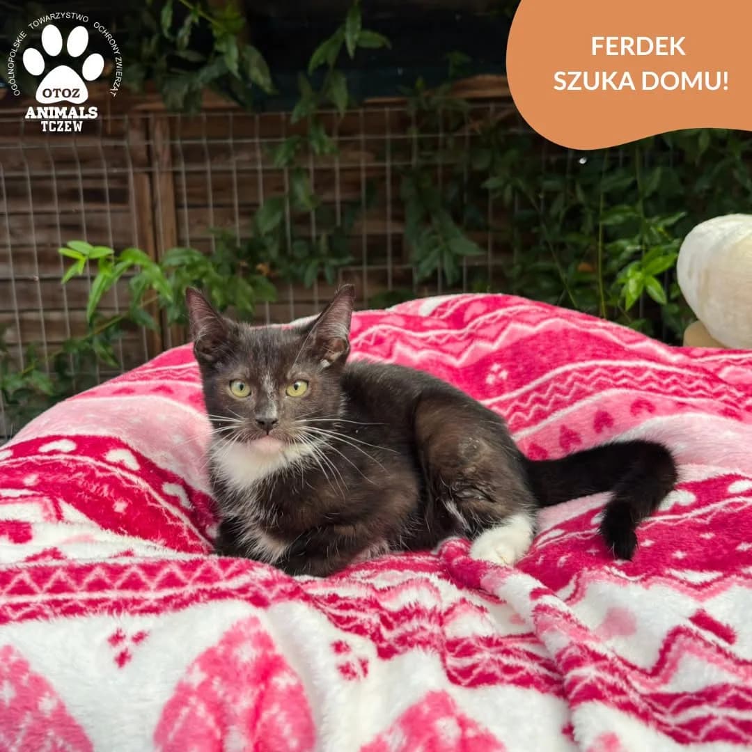 Ferdek, czarno-biały male young mixed breed for adoption at OTOZ Animals — Schronisko w Tczewie