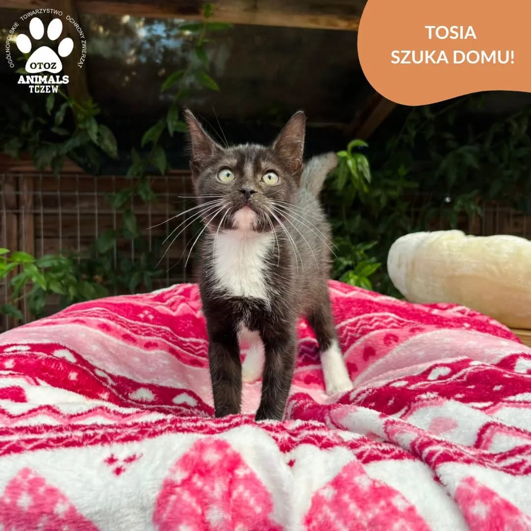 Tosia, czarno-biały female young mixed breed for adoption at OTOZ Animals — Schronisko w Tczewie