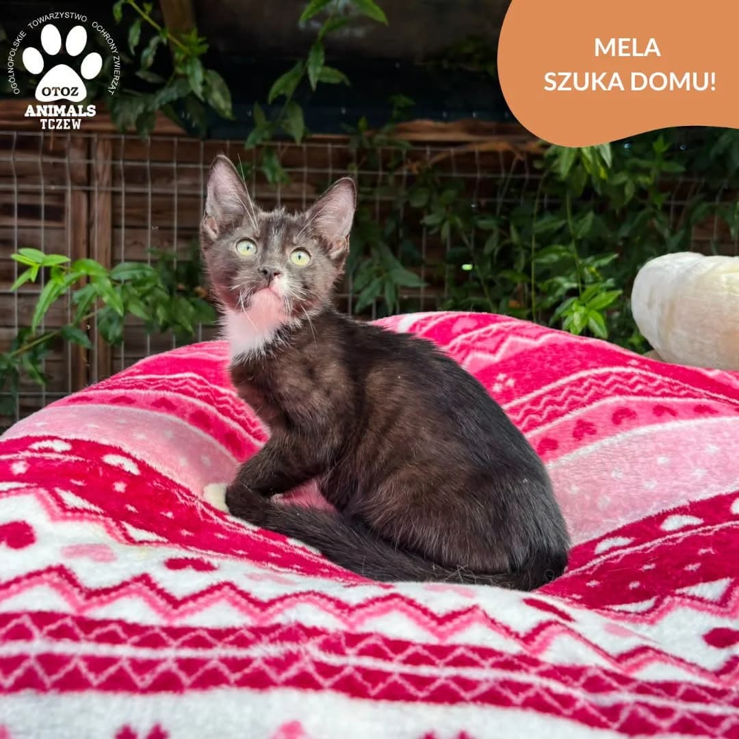 Mela, czarno-biały female young mixed breed for adoption at OTOZ Animals — Schronisko w Tczewie
