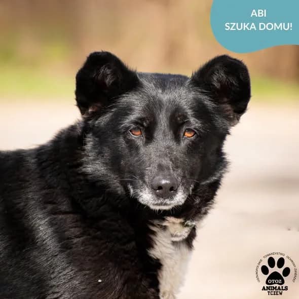 Abi, biały, czarny female 5yo mixed breed for adoption at OTOZ Animals — Schronisko w Tczewie