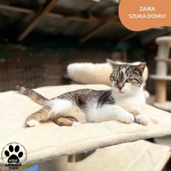Zaira, biały, szary female 5yo mixed breed for adoption at OTOZ Animals — Schronisko w Tczewie
