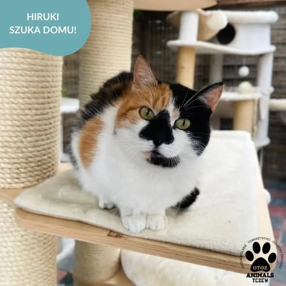 Hiruki, tricolor female 5yo mixed breed for adoption at OTOZ Animals — Schronisko w Tczewie