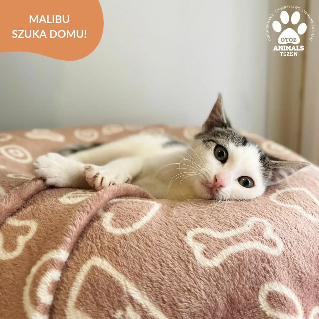 Malibu, biały, szary female young mixed breed for adoption at OTOZ Animals — Schronisko w Tczewie
