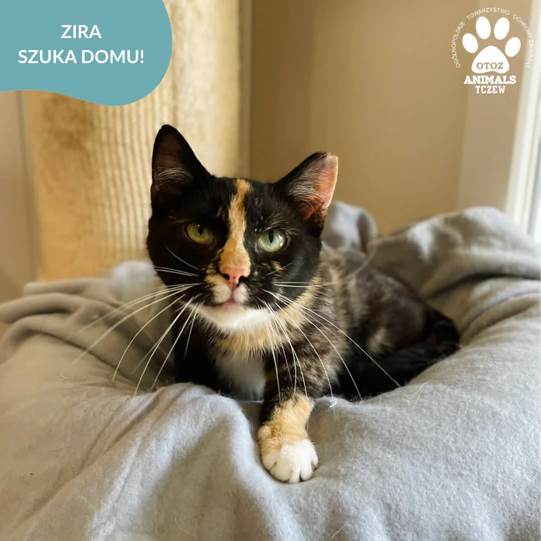 Zira, tricolor female 5yo mixed breed for adoption at OTOZ Animals — Schronisko w Tczewie
