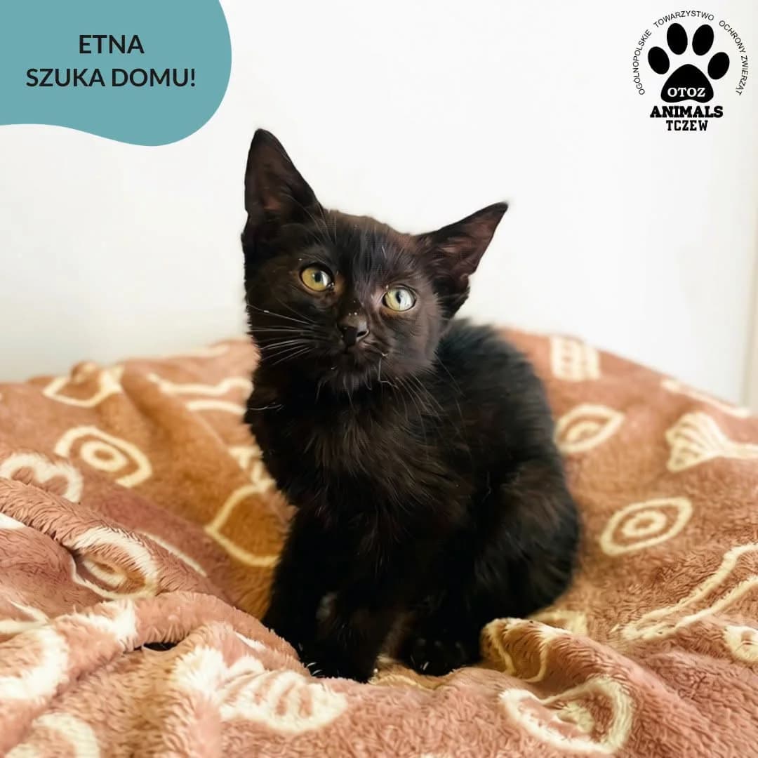 Etna, czarny female young mixed breed for adoption at OTOZ Animals — Schronisko w Tczewie