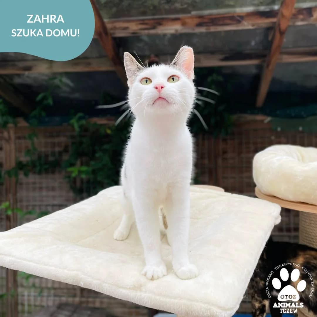 Zahra, biały, szary female 5yo mixed breed for adoption at OTOZ Animals — Schronisko w Tczewie