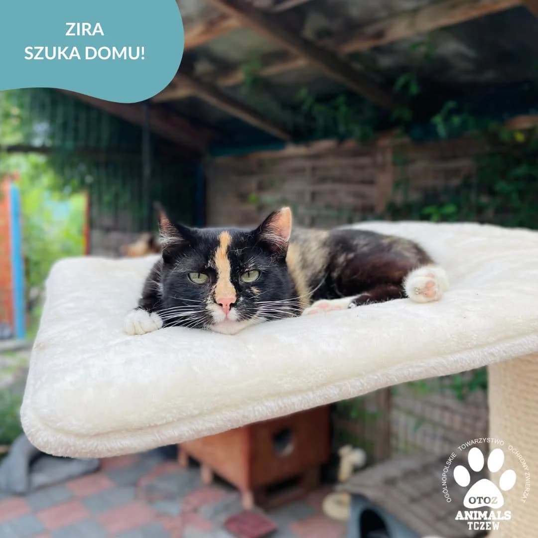 Zira, tricolor female young mixed breed for adoption at OTOZ Animals — Schronisko w Tczewie