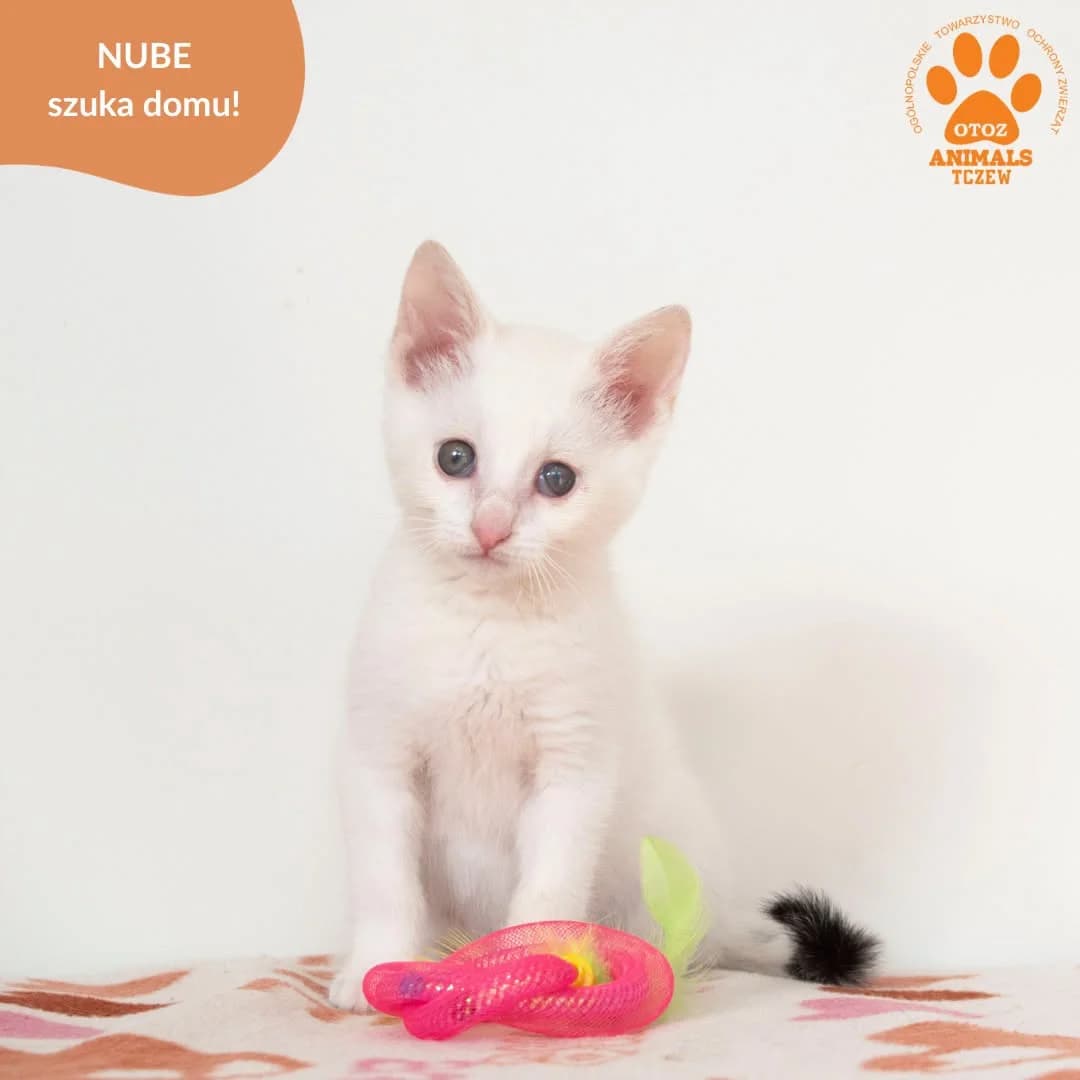 Nube, biały female young mixed breed for adoption at OTOZ Animals — Schronisko w Tczewie