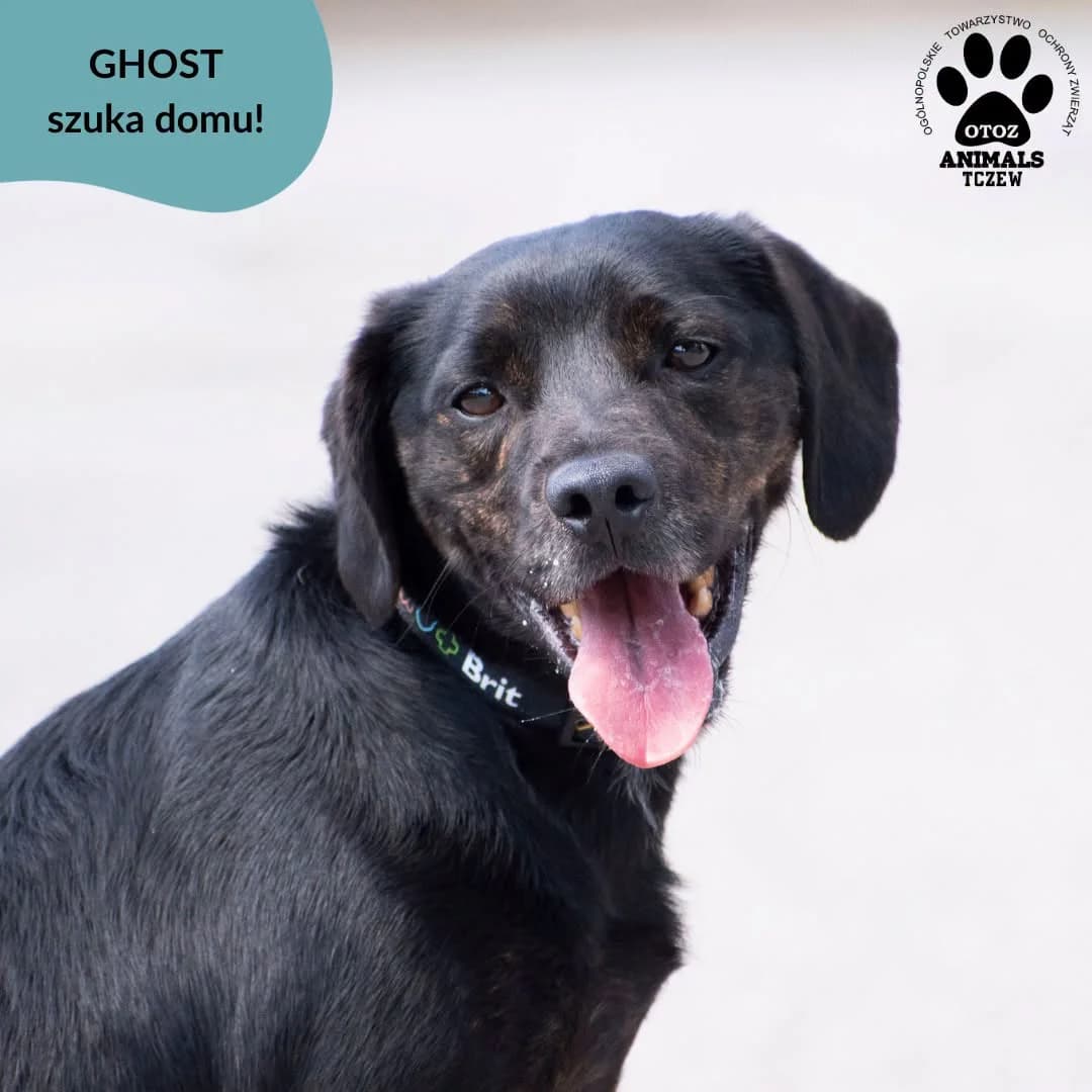 Ghost, czarny male 5yo mixed breed for adoption at OTOZ Animals — Schronisko w Tczewie