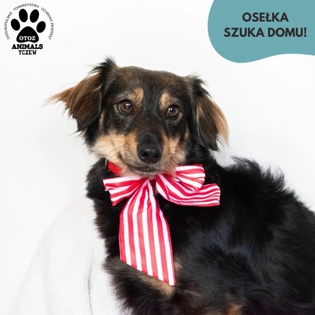 Osełka, beżowy, czarny female senior mixed breed for adoption at OTOZ Animals — Schronisko w Tczewie